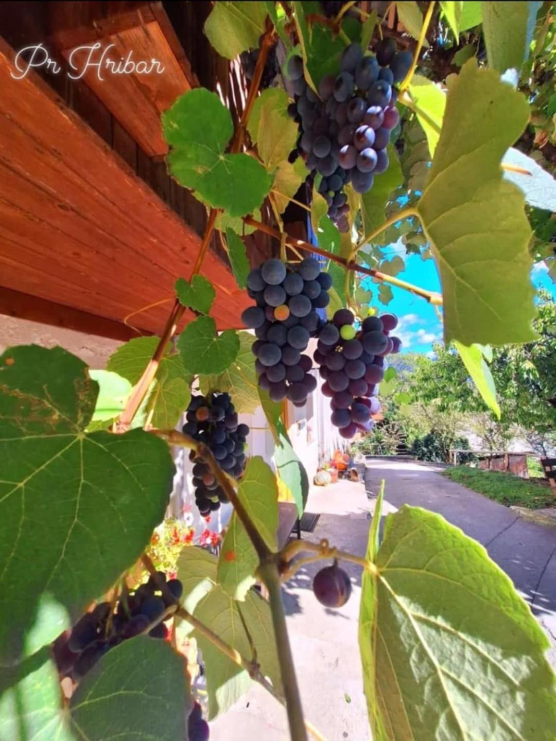 Pr' Hribar Apartment Zgornje Gorje Bagian luar foto